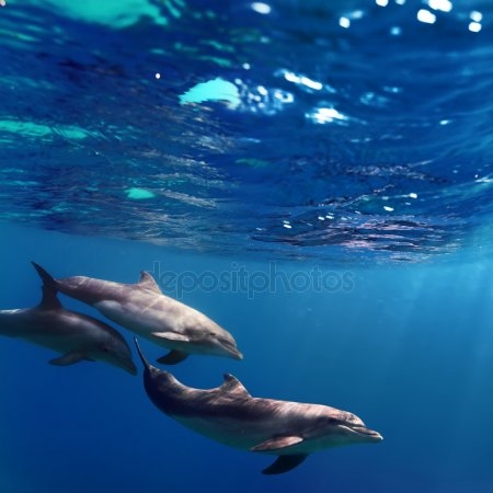 Красивые картинки с дельфинами008