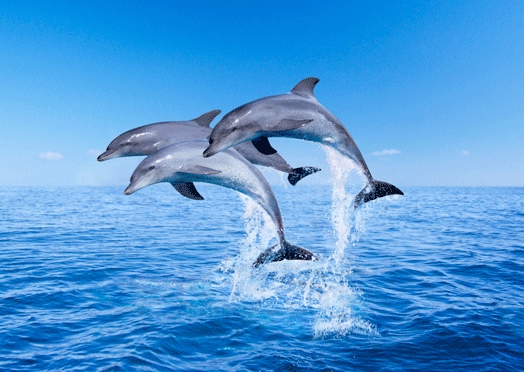 Красивые картинки с дельфинами012