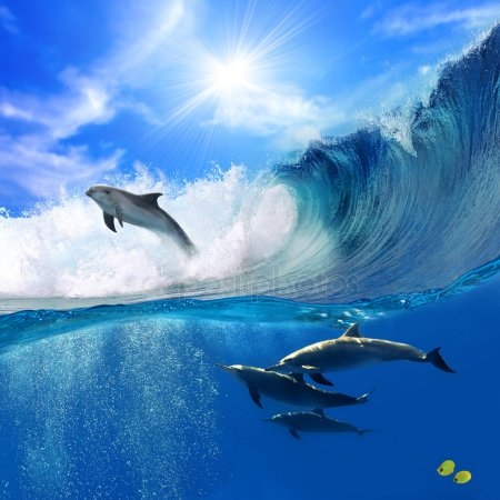 Красивые картинки с дельфинами013