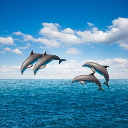 Красивые картинки с дельфинами024
