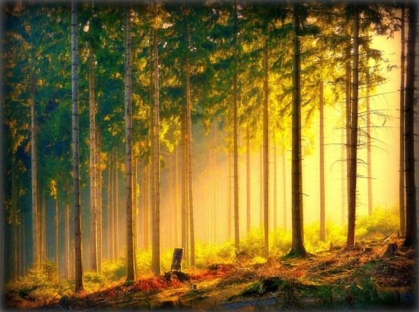 Красивые картинки с лесом 006
