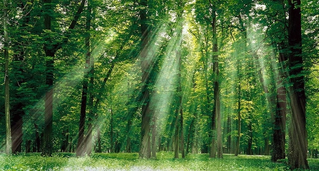 Красивые картинки с лесом 008