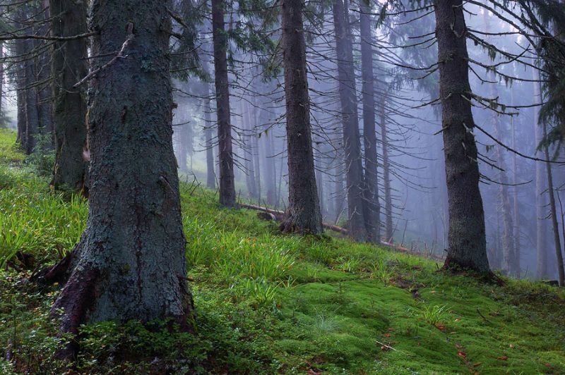 Красивые картинки с лесом 024