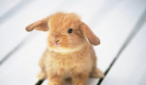 Красивые кролики и зайцы фото028