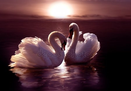 Красивые фото двух влюбленных лебедей 017