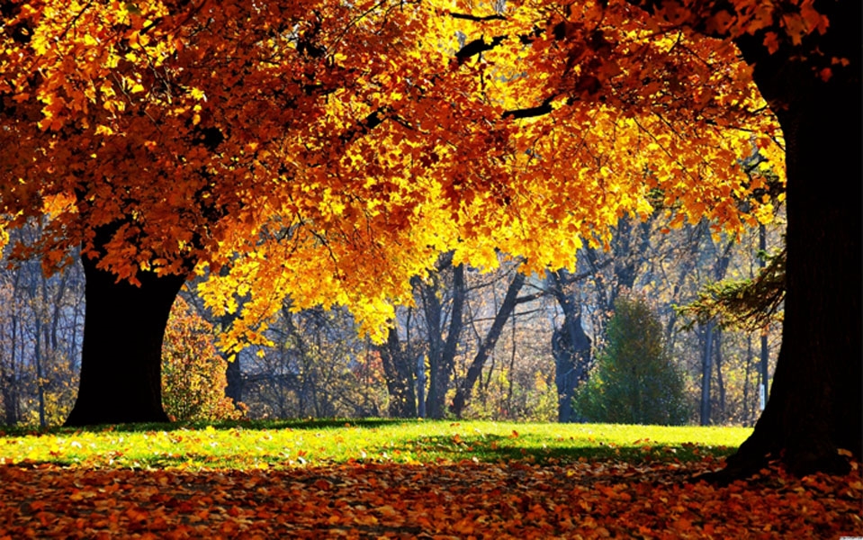 Красивые фото осень в красках   подборка025