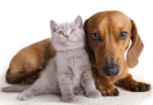 Красивые фото собаки с кошками 023