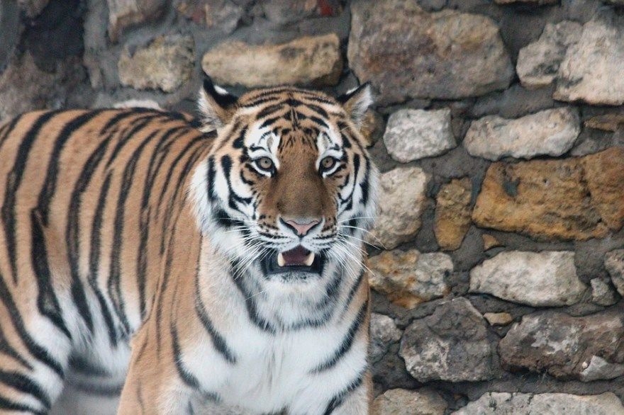 Красивые фото тигра амурского скачать бесплатно 019