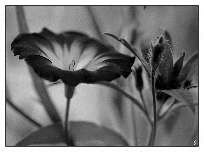 Красивые черно белые картинки цветы 022
