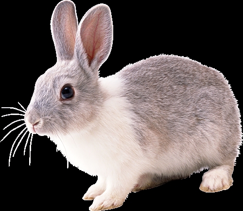 Красивый рисунок кролик с морковкой012
