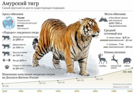 Красная книга фото амурский тигр 001