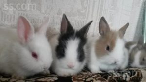 Милые фотки кроликов и крольчат 022