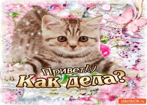 Мой милый котик картинки и открытки 023