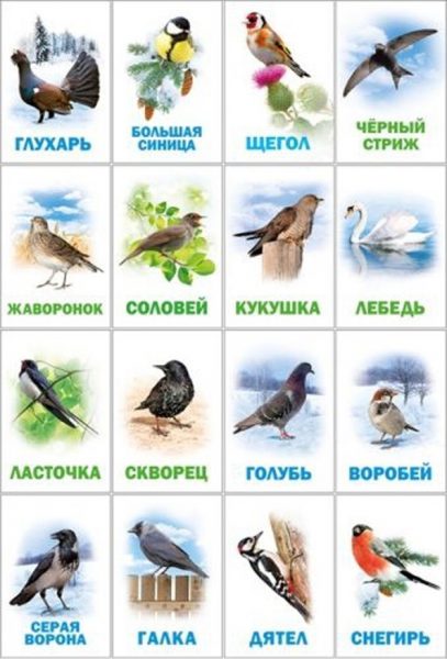 Список птиц россии с фото