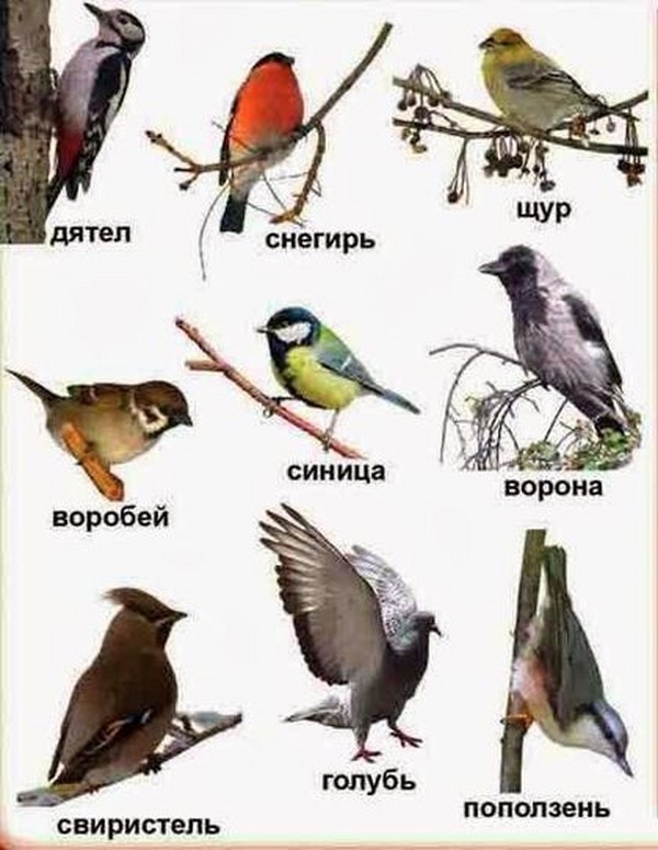 Названия птиц и их картинки для детей 006