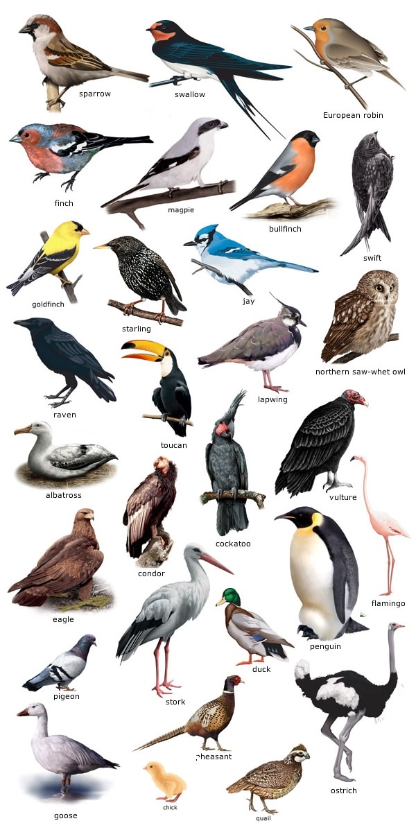 Виды птиц в москве с фото и названиями