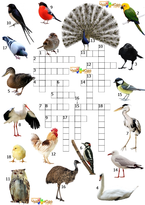 Названия птиц и их картинки для детей 009