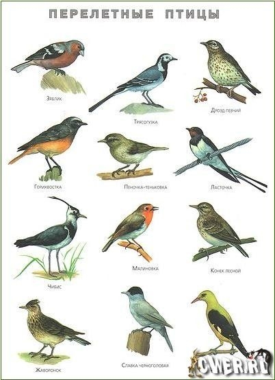 Названия птиц и их картинки для детей 021