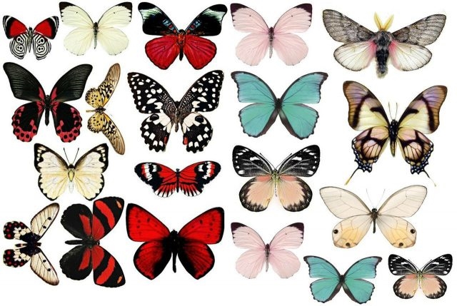 Нарисованные бабочки фото и картинки 012