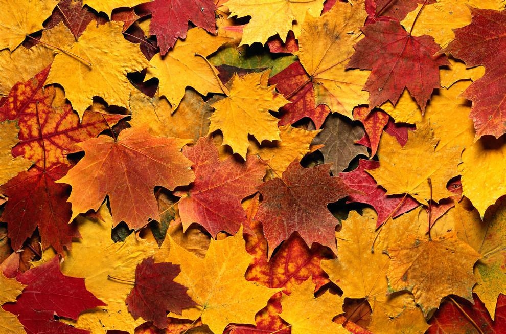 Нарисованные картинки осенних листьев   подборка025