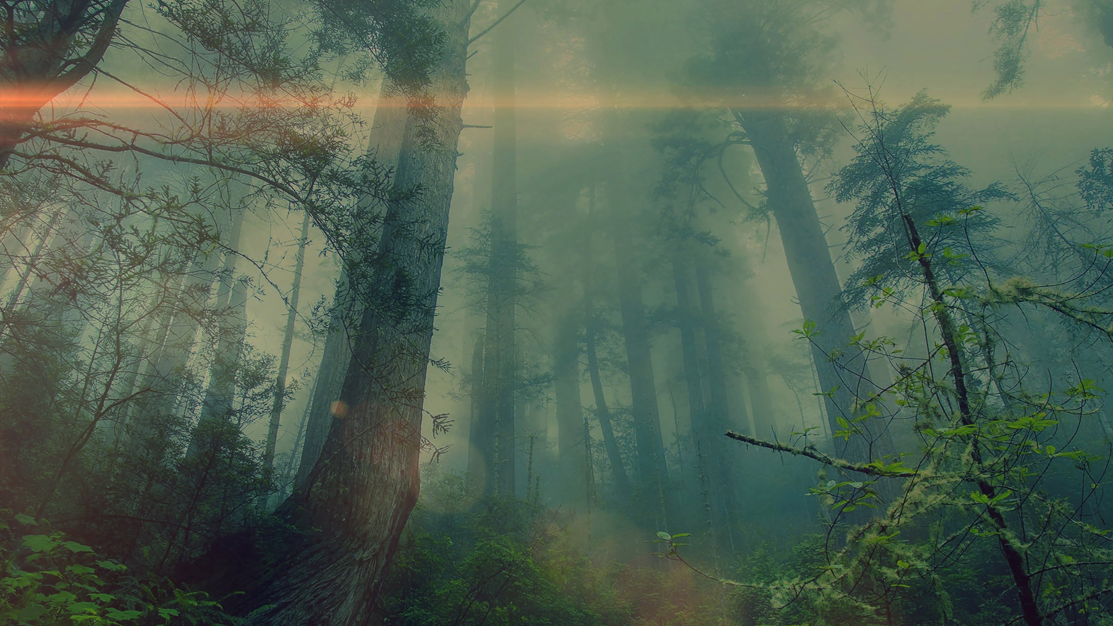 Красивый лес в тумане