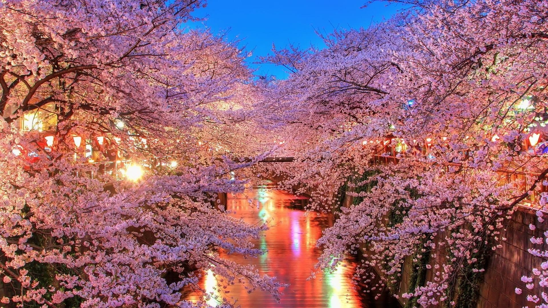 Фото цветущей сакуры в хорошем качестве