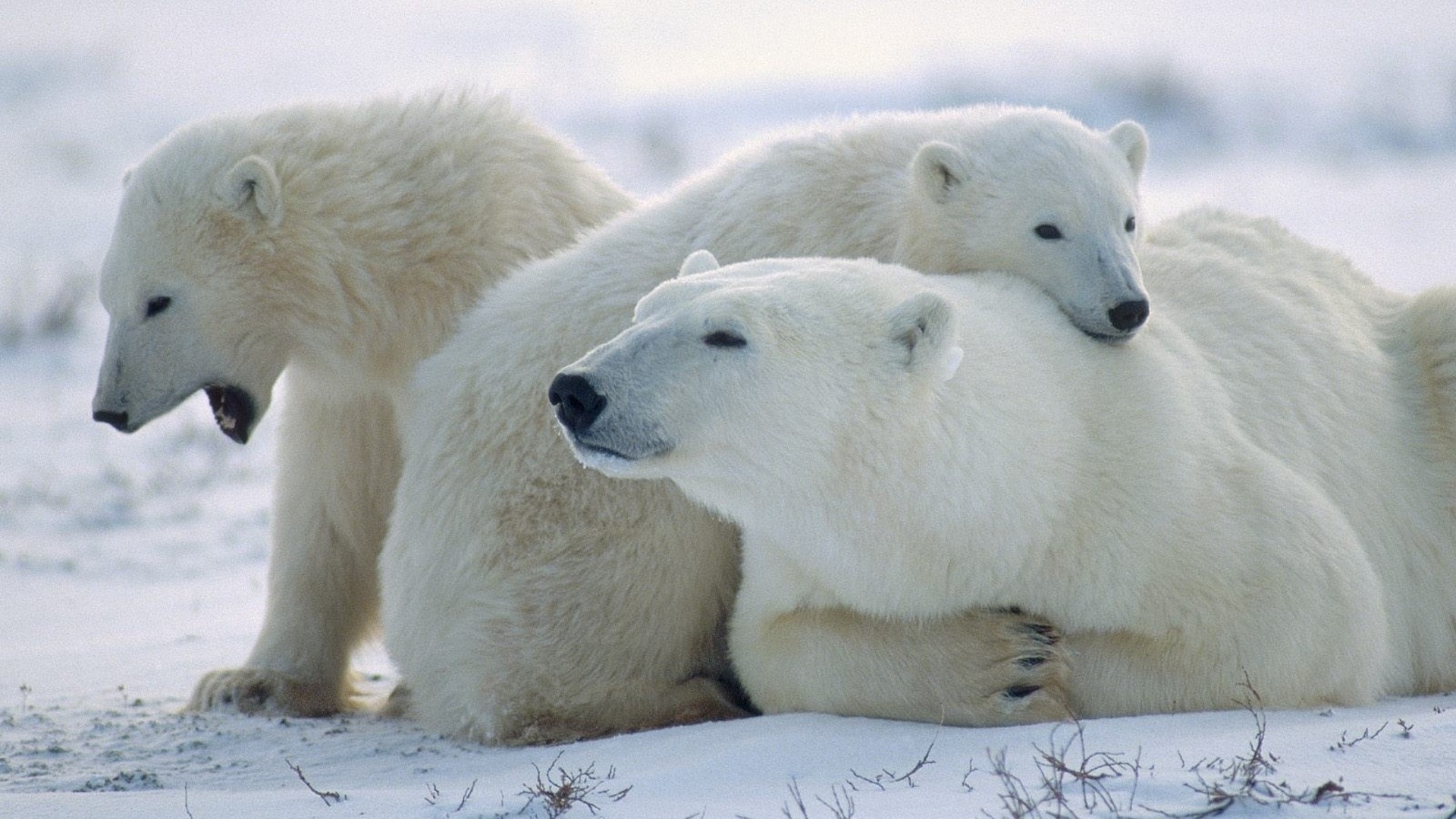 Вымирающие виды Арктики