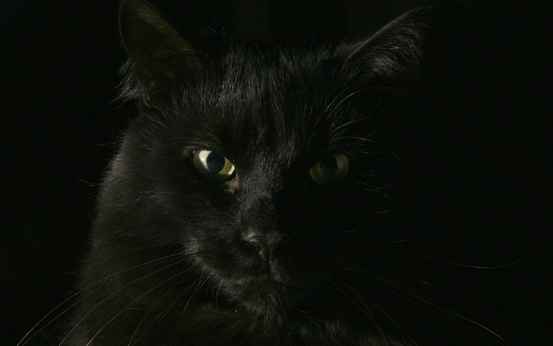 Черная кошка на рабочий стол