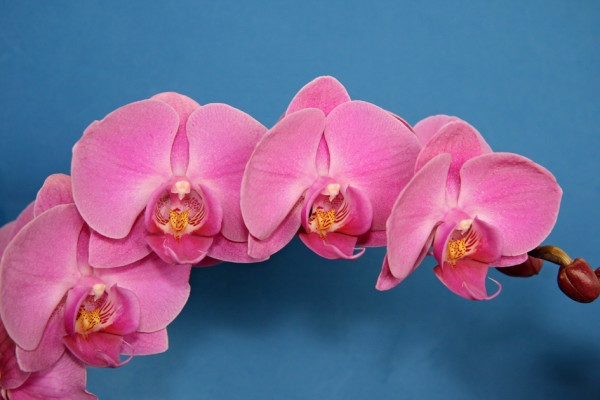 Орхидеи фото в хорошем качестве   подборка 007