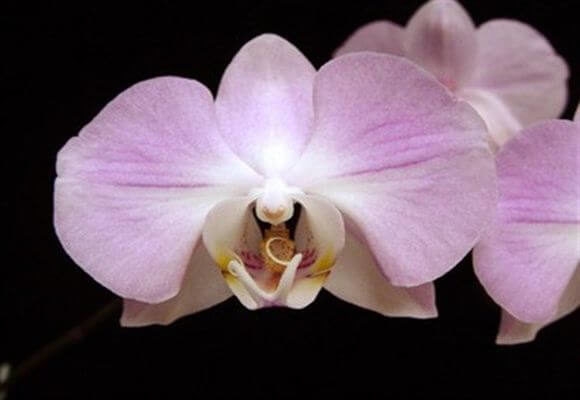 Орхидеи фото в хорошем качестве   подборка 011