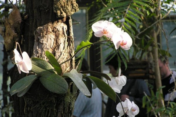 Орхидеи фото в хорошем качестве   подборка 019