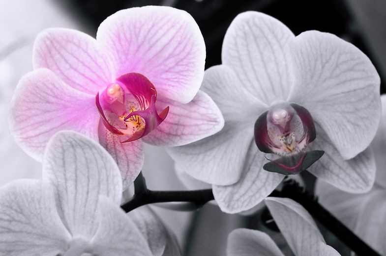 Орхидеи фото в хорошем качестве   подборка 022