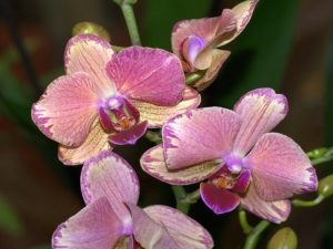 Орхидеи фото в хорошем качестве   подборка 027