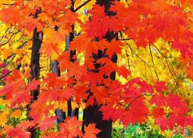 Осенние деревья фото с названиями   подборка 001