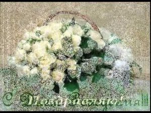 Открытки с белыми розами с Днем Рождения   подборка (15)