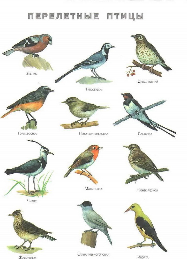 Перелетные птицы список с картинками 2 класс   сборка (12)