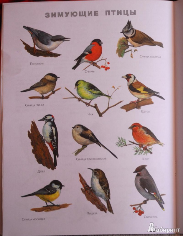 Перелетные птицы список с картинками 2 класс   сборка (19)