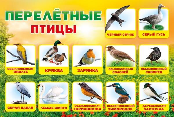 Перелетные птицы список с картинками 2 класс   сборка (7)