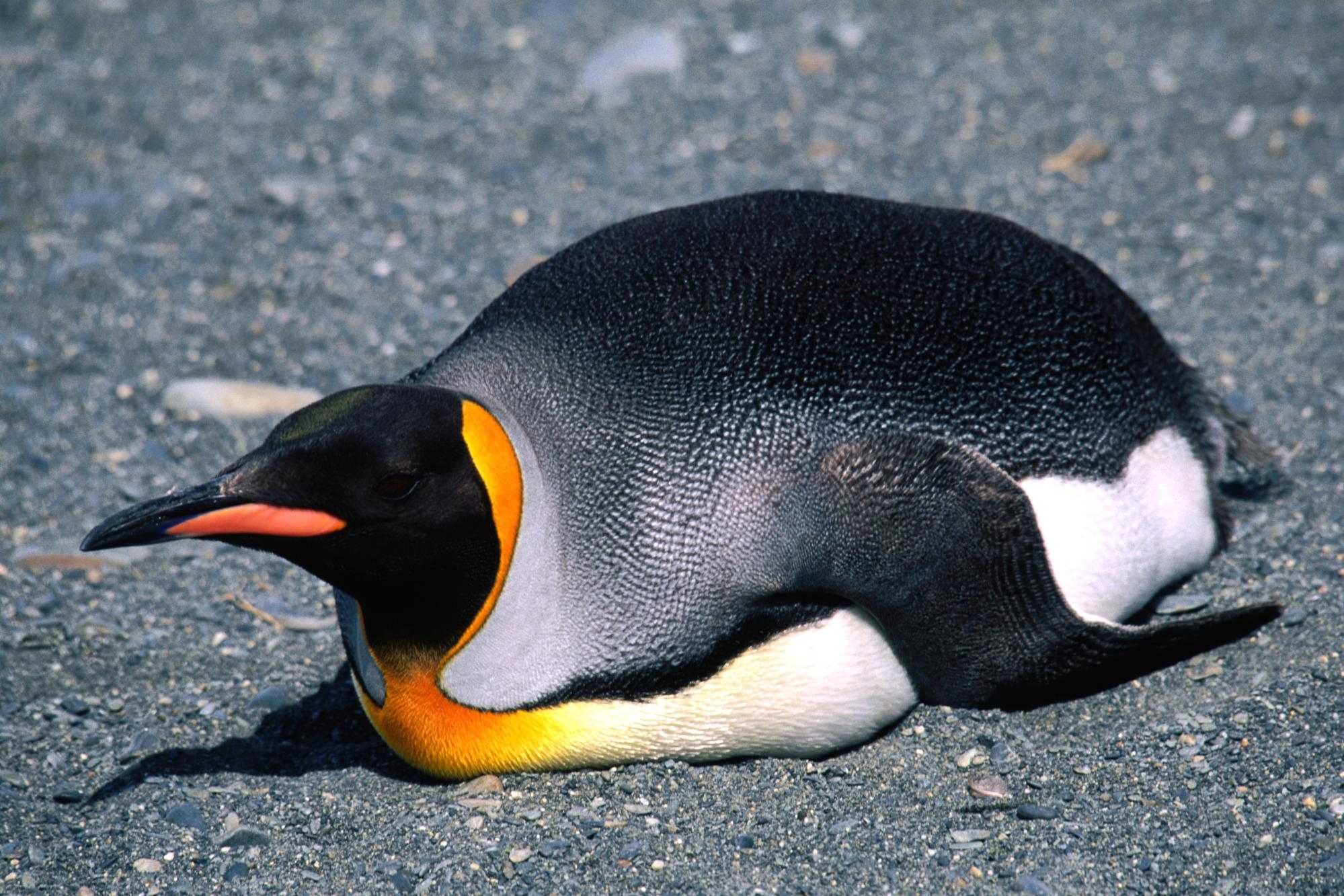 Мадагаскарский Пингвин птица