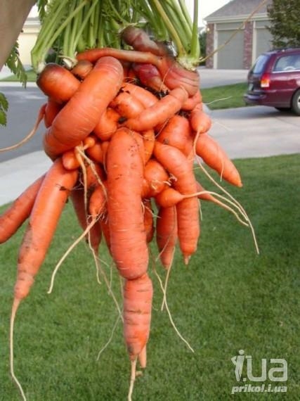 Прикольные картинки смешная морковка 024