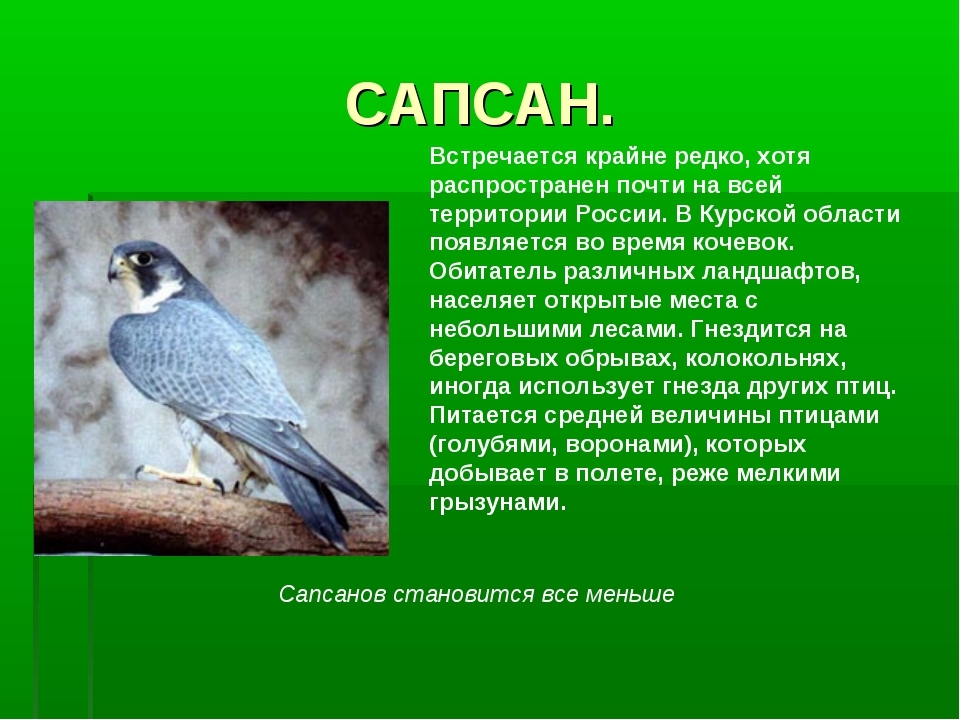 Птицы Курской области фото название и описание014