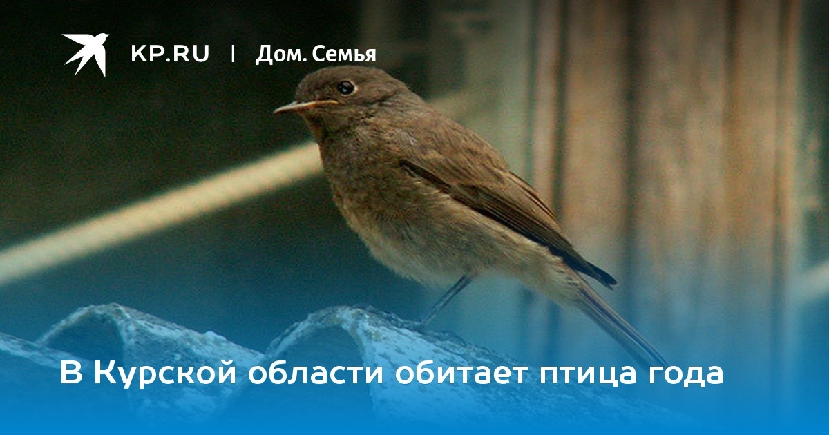 Птицы Курской области фото название и описание026