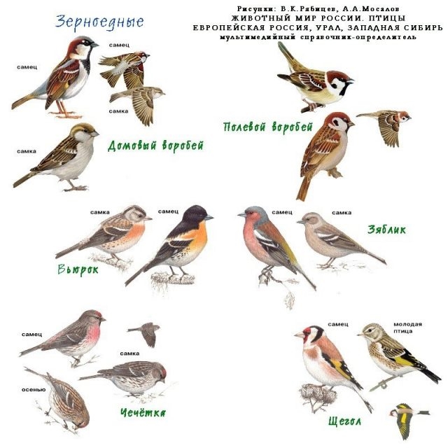 Птицы Алтайского заповедника