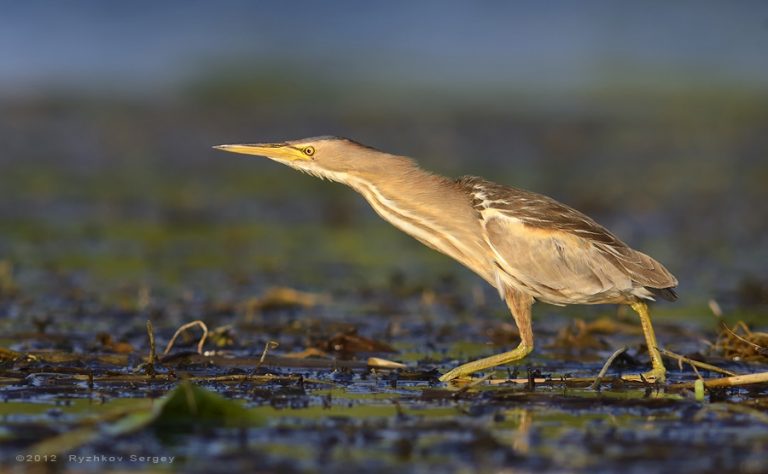 Мелкие птицы алтайского края фото и названия