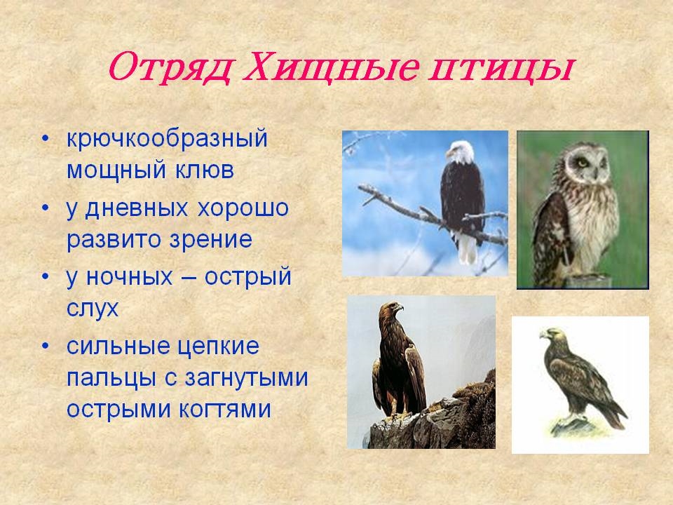 Птицы в Костромской области   фото с названиями (11)