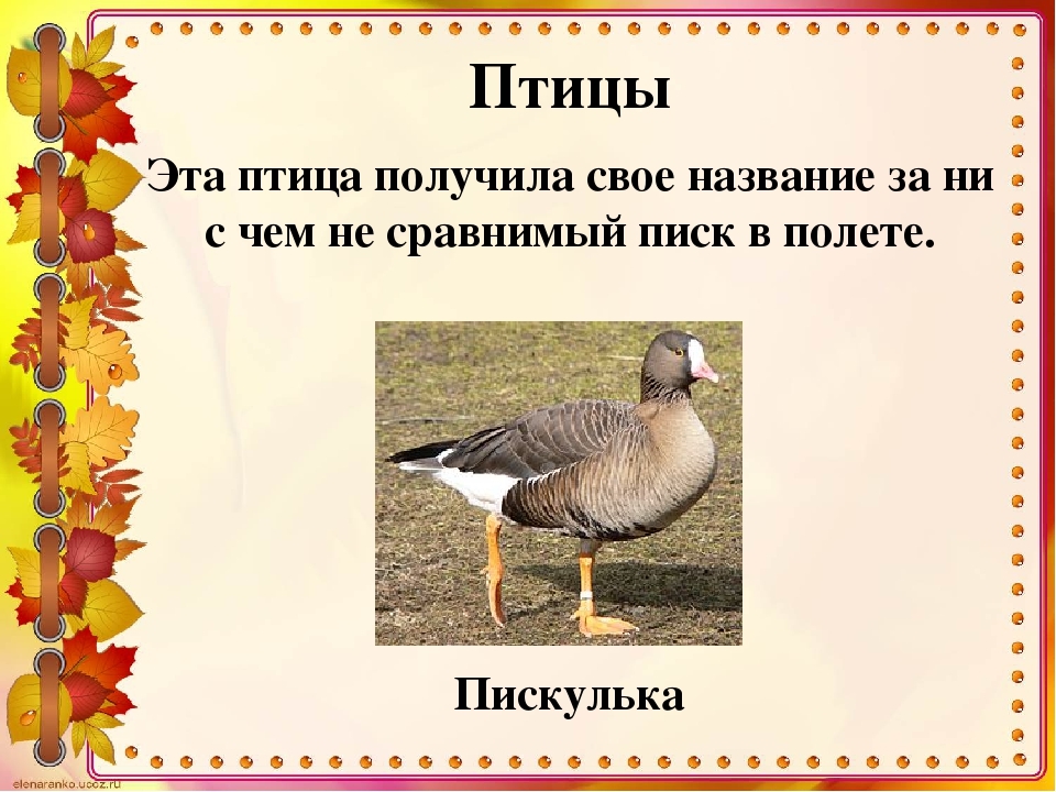 Птицы в Костромской области   фото с названиями (29)