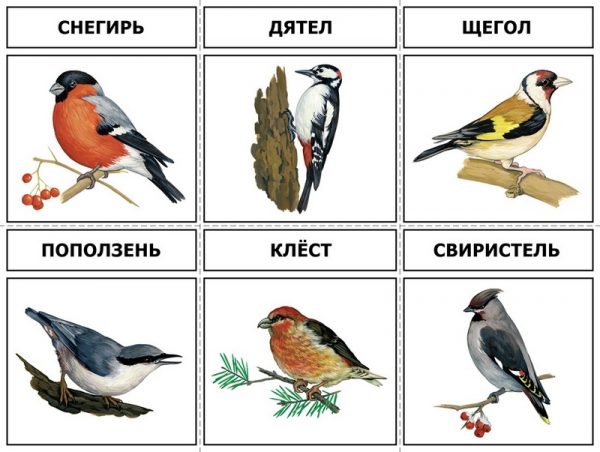 Разрезные картинки птицы картинки