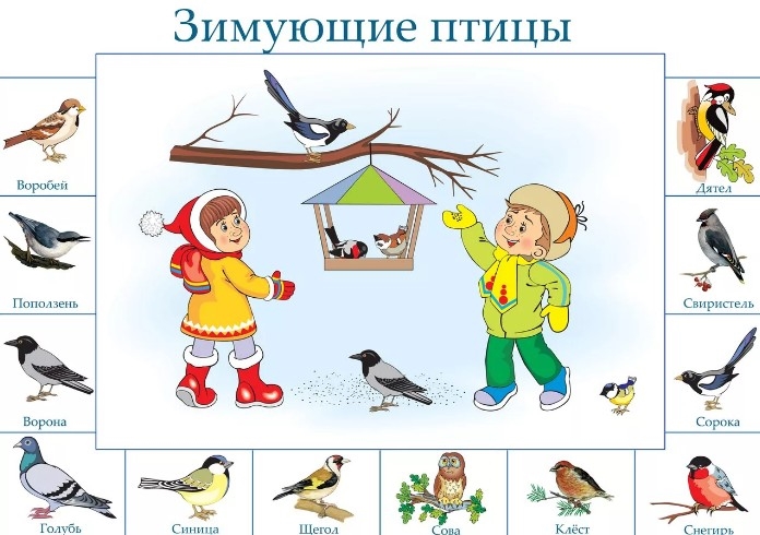 Птицы для детей фото и картинки 008