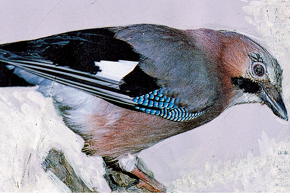 Птицы красноярского края   картинки и названия птиц (24)