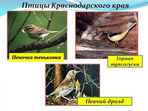 Птицы красноярского края   картинки и названия птиц (34)